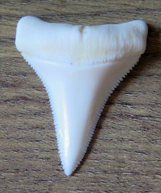 1.  643 " Lower Nature Modern Great White Shark Tooth (teeth)