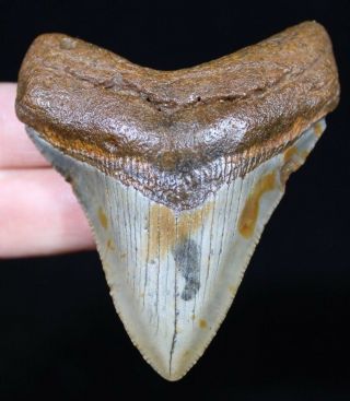 Authentic Megalodon Shark Tooth 2.  85 " Extinct Fossil Not Restored (acg1 - 57)
