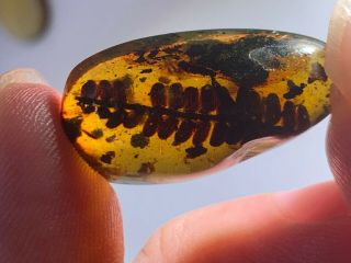 23mm Unique Plant Tree Leaf Burmite Myanmar Amber Insect Fossil Dinosaur Age