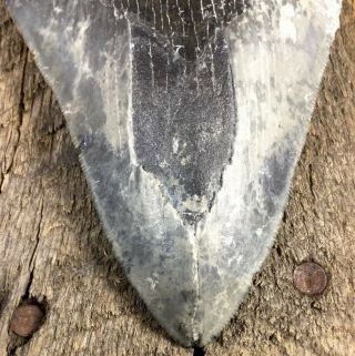 Museum Quality Megaladon Tooth - Self Discovered / Scuba Diving Off Coast Of Nc