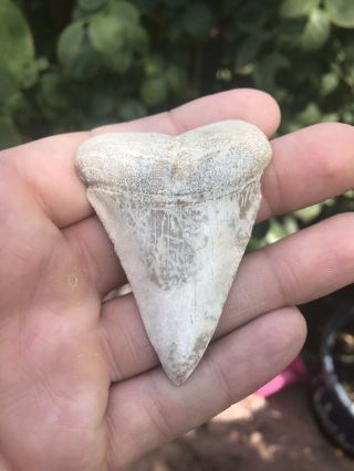 Huge Fossil Great White Shark Tooth Baja California