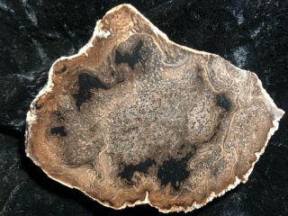 Rare Large Petrified Wood Round Cyathodendron Texana Texas Fern 4”x3” Eocene