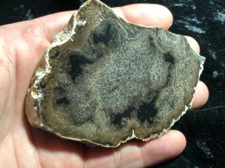 Rare Large Petrified Wood Round Cyathodendron texana Texas Fern 4”x3” Eocene 2
