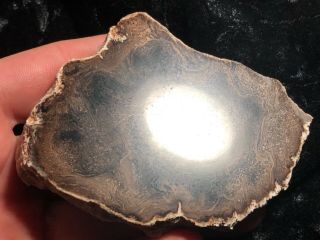 Rare Large Petrified Wood Round Cyathodendron texana Texas Fern 4”x3” Eocene 3