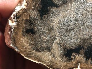 Rare Large Petrified Wood Round Cyathodendron texana Texas Fern 4”x3” Eocene 4