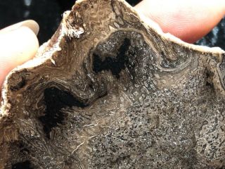 Rare Large Petrified Wood Round Cyathodendron texana Texas Fern 4”x3” Eocene 5