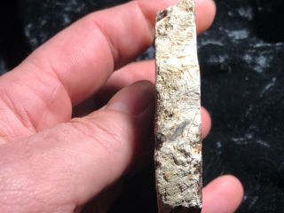 Rare Large Petrified Wood Round Cyathodendron texana Texas Fern 4”x3” Eocene 6