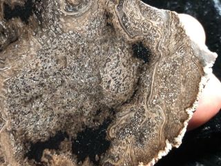 Rare Large Petrified Wood Round Cyathodendron texana Texas Fern 4”x3” Eocene 7