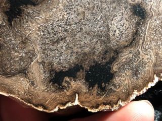 Rare Large Petrified Wood Round Cyathodendron texana Texas Fern 4”x3” Eocene 8