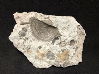 Fossils - Killer Waldron Sea Floor - Rare Pelecypod,  Coral,  Sponge - Trilobite Age