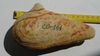 COELACANTH fish fossil Trias 250 mio Madagascar (CO - 161 / 3503) 10