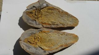 Coelacanth Fish Fossil Trias 250 Mio Madagascar (co - 161 / 3503)