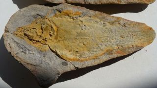 COELACANTH fish fossil Trias 250 mio Madagascar (CO - 161 / 3503) 2