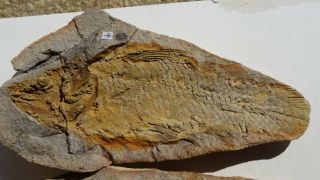 COELACANTH fish fossil Trias 250 mio Madagascar (CO - 161 / 3503) 3