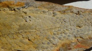 COELACANTH fish fossil Trias 250 mio Madagascar (CO - 161 / 3503) 6