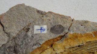 COELACANTH fish fossil Trias 250 mio Madagascar (CO - 161 / 3503) 7