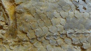 COELACANTH fish fossil Trias 250 mio Madagascar (CO - 161 / 3503) 9