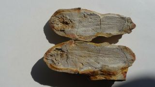 Coelacanth Fish Fossil Trias 250 Mio Madagascar (co - 174 / 3407)