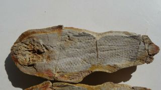 COELACANTH fish fossil Trias 250 mio Madagascar (CO - 174 / 3407) 4