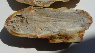 COELACANTH fish fossil Trias 250 mio Madagascar (CO - 174 / 3407) 5