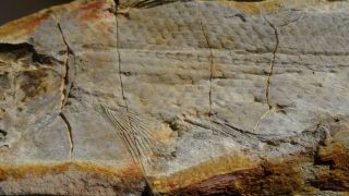 COELACANTH fish fossil Trias 250 mio Madagascar (CO - 174 / 3407) 6