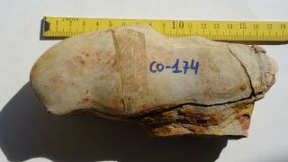 COELACANTH fish fossil Trias 250 mio Madagascar (CO - 174 / 3407) 8