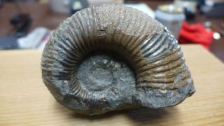 Geological Enterprises Cretaceous Fossil Ammonite Australiceras Jackii Walsh R