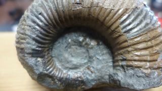 GEOLOGICAL ENTERPRISES Cretaceous fossil ammonite Australiceras jackii Walsh R 2