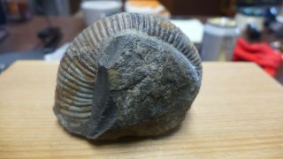 GEOLOGICAL ENTERPRISES Cretaceous fossil ammonite Australiceras jackii Walsh R 4
