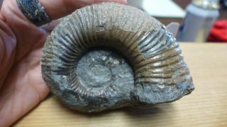 GEOLOGICAL ENTERPRISES Cretaceous fossil ammonite Australiceras jackii Walsh R 5