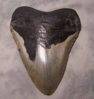 Megalodon Tooth 4 1/4 " Shark Teeth Fossil Jaw Megladon Meg Scuba Diver Big Tooth