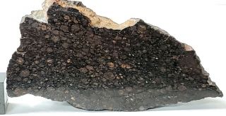 Nwa 2502,  Cv3 Carbonaceous Chondrite,  Meteorite,  69.  65g Polished End Cut.