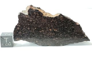 NWA 2502,  CV3 Carbonaceous chondrite,  meteorite,  69.  65g Polished End cut. 2
