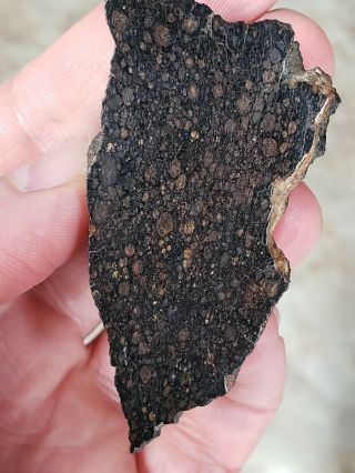 NWA 2502,  CV3 Carbonaceous chondrite,  meteorite,  69.  65g Polished End cut. 3