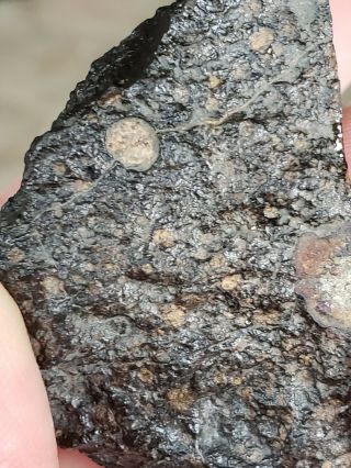 NWA 2502,  CV3 Carbonaceous chondrite,  meteorite,  69.  65g Polished End cut. 5