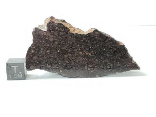 NWA 2502,  CV3 Carbonaceous chondrite,  meteorite,  69.  65g Polished End cut. 7