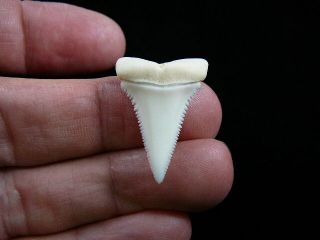 (s415 - 7) 1 - 3/16 " Great White Shark Tooth Teeth Jewelry Modern Pendant Necklace