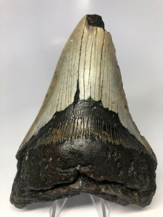 Megalodon Shark Tooth 5.  26” Lower - Natural - Real 4079