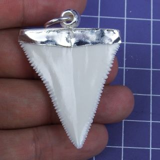 1.  767  Modern Great White Shark Tooth Necklace Handmade Silver Cap SN69 2