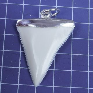 1.  767  Modern Great White Shark Tooth Necklace Handmade Silver Cap SN69 3