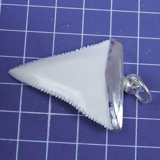 1.  767  Modern Great White Shark Tooth Necklace Handmade Silver Cap SN69 4