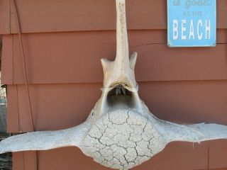 Huge massive Grey Whale Vertebrae bone 39 