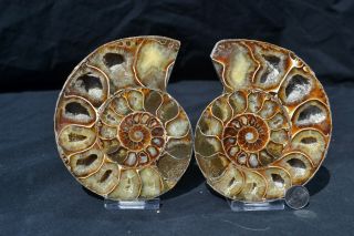 Cut Split Pair Rare Anapuzosia Ammonite D - Shaped Large 4.  8 " Fossil 123mm E2633xx