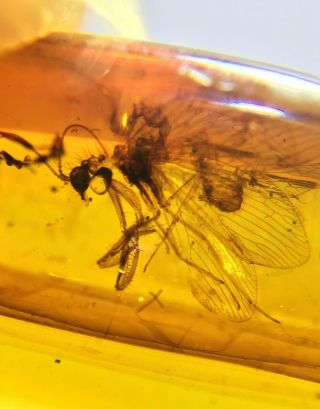 Neuroptera Mantispidae mantisfly Burmite Burma Amber insect fossil dinosaur age 2