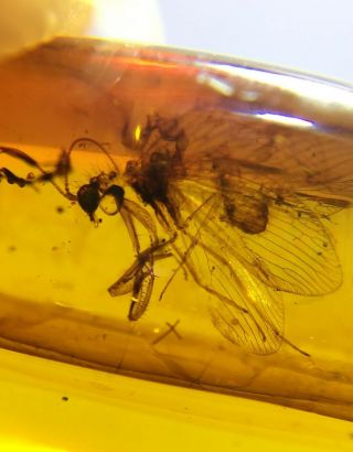 Neuroptera Mantispidae mantisfly Burmite Burma Amber insect fossil dinosaur age 3