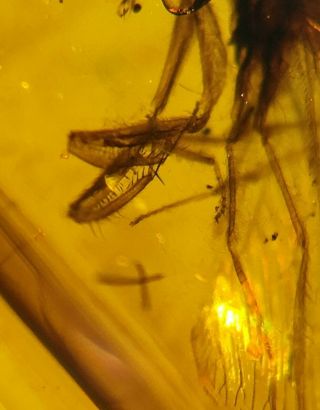 Neuroptera Mantispidae mantisfly Burmite Burma Amber insect fossil dinosaur age 4