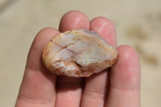 Opal Fossil Shell Mollusk Bivalve Specimen Rare Unique Coober Pedy Australia