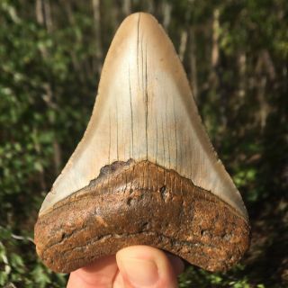 Megalodon Shark Tooth 3.  94 " Extinct Fossil No Repair/no Restoration (wt3 - 143)