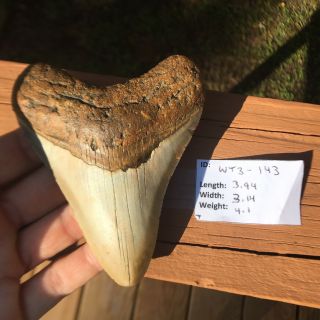 Megalodon Shark Tooth 3.  94 