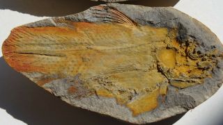 COELACANTH fish fossil Trias 250 mio Madagascar (CO - 169 / 3442) 2